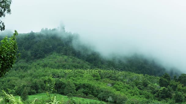 Clouds Pass Mountain Green Hillside Trees Cloud Scraps — Stock Video