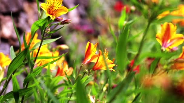 Flor Amarela Jardim Pouco Tiro Panning — Vídeo de Stock