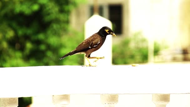 Beautiful Common Myna Eating — Stock Video