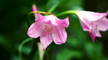 Bahçede Pembe çiçek kadar kapatın