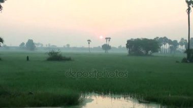 Pirinç tarlaları üzerinde güzel gün doğumu