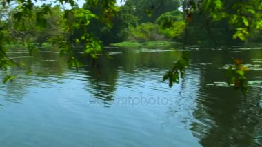 Orman orman güzel göl. şaşırtıcı doğa. Güneş ışığı ve vahşi orman orman gölde