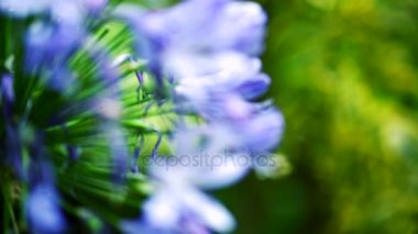 Mor çiçekler portre. Güzel bahçe yeşil yaprak için odak mor çiçek Shift.