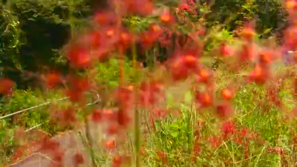 Vagues de champ de blé vert déplacé — Video
