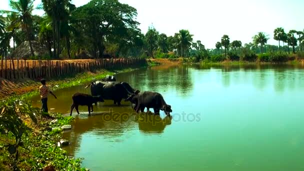 Bufalo dell'Asia meridionale, trampolino di bufalo d'acqua e raffreddamento nel fiume o stagno — Video Stock