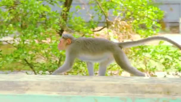 Macaco andando no telhado — Vídeo de Stock