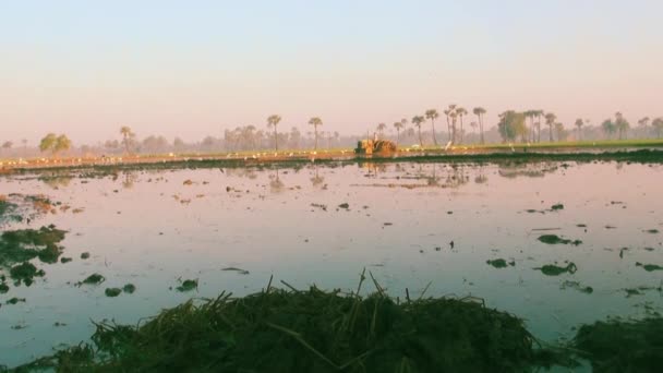 Agricultores trabajan en un campo de arroz.aves volando — Vídeo de stock