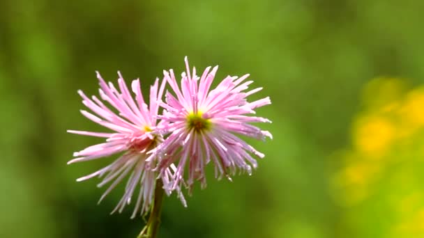 Закройте цветы в саду, Цветение летних розовых цветов — стоковое видео