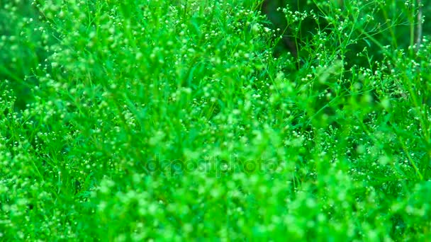 Arrière-plan de gazon flou Zoom avant et point de mise au point — Video