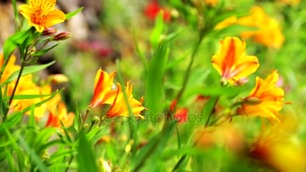 Цвітіння літніх квітів - Паннінг Постріл — стокове відео