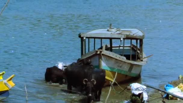 Jižní Asie buffalo skupina, dav vodního buvola brodění a ochlazení v řece boční loď parkování — Stock video