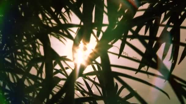 Sonne glitzert. Reflexion des Sonnenlichts im Wasser, Sonnenblendung auf dem Wasser, Linsenblendung — Stockvideo
