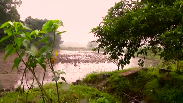 Gotas de lluvia en un charco — Vídeo de stock