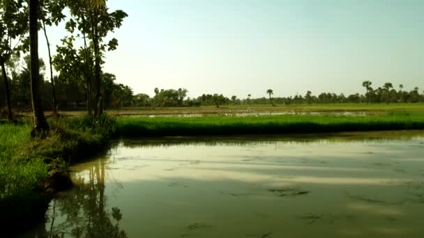 Reisfeld mit Palmen, schöne Natur Reisfeld mit kleinem Teich — Stockvideo