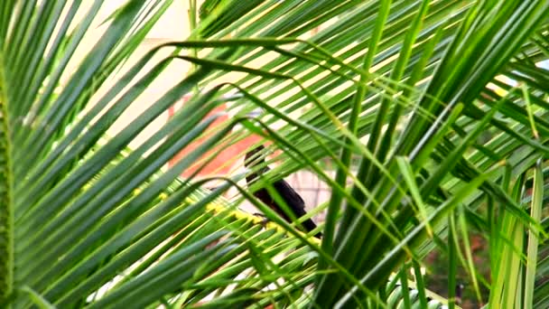 Kråkorna sitter på Coconut Tree löv — Stockvideo