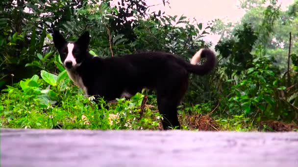 Cão come comida — Vídeo de Stock