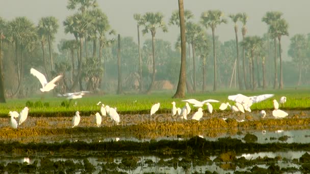 Weiße Vögel auf Nahrungssuche auf Reisfeld — Stockvideo