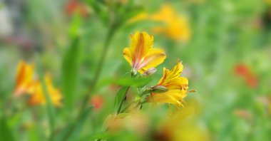 Güzel sarı çimen çiçekler ve akşam closeup