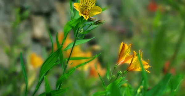 Закрыть Красивые Желтые Цветы Зеленый Фон Листьев — стоковое фото