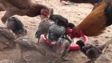 Tavuk grupta beslenirler. Bir grup mera tavuk peck yemi yerde için kaldırdı