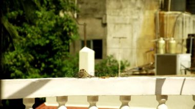 Yemek yeme bir sincap