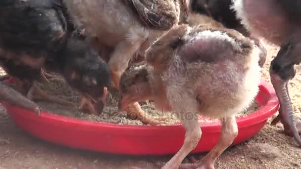 Курица питается на ферме в природе . — стоковое видео