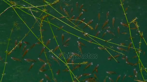 Grupo de peixes na lagoa de água — Vídeo de Stock