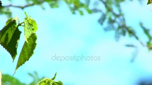 Feuilles vertes avec fond de ciel — Video