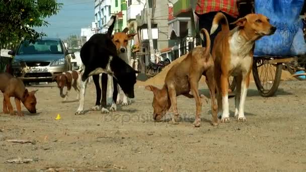 Street dogs searching for food — Stock Video