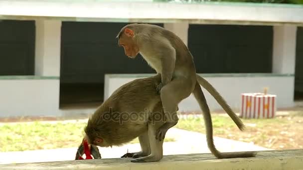 Affen Paarung-Haube Affen Macaca radiata Paarung auf einem Bauernhaus Seitenwand