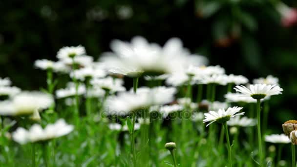 Дикие ежедневные цветы в зеленой траве - Сдвиг акцента — стоковое видео