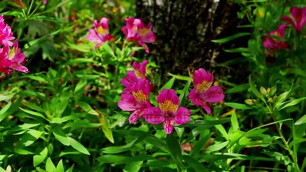 219 018 Flowers Videos Royalty free Stock Flowers Footage Depositphotos 219 018 Flowers Videos Royalty free Stock Flowers Footage Depositphotos
