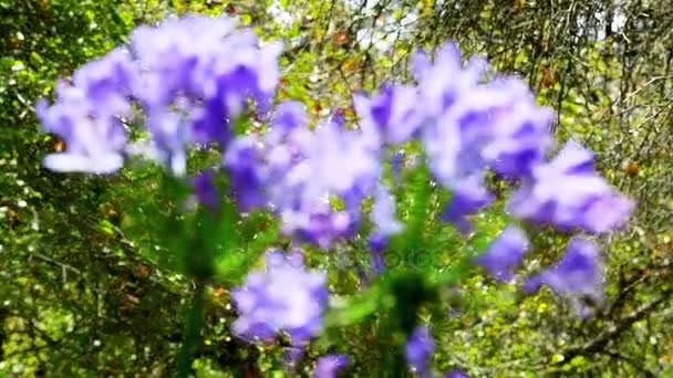 Violett blomma närbild, förskjutning av fokus lila blommor till gröna blad i vacker trädgård. — Stockvideo