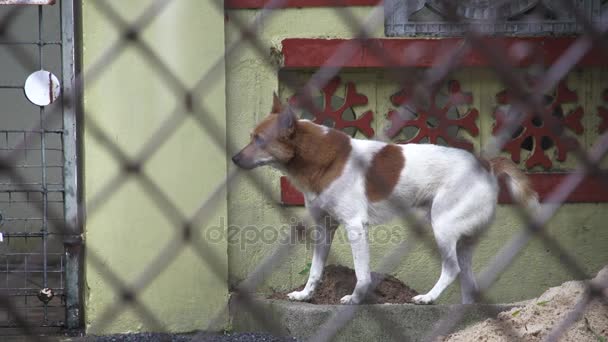 Fechar de lado do cão — Vídeo de Stock