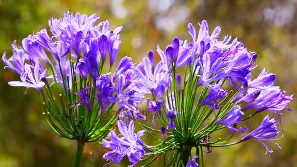 Violett blomma närbild — Stockvideo