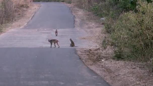 Macacos caminham pela estrada . — Vídeo de Stock