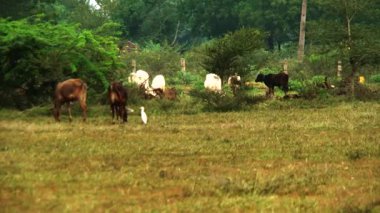 doğa arka planda çim yeme inek