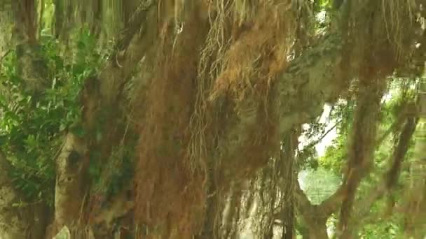 Inclina el árbol de Banyan con raíces aéreas. Fondo natural . — Vídeos de Stock