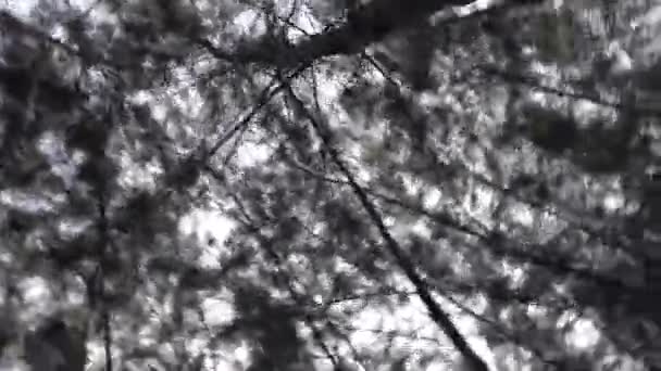 Mirando hacia el bosque, cámara girando rápido — Vídeo de stock