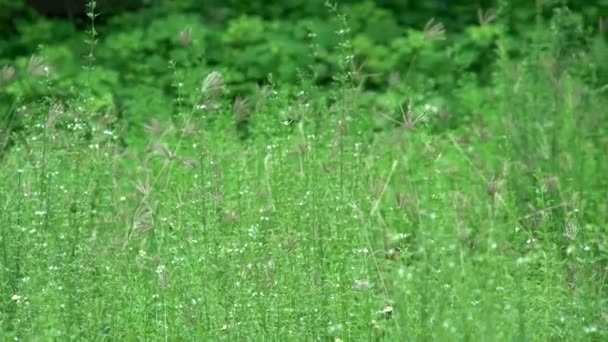 Yeşil arka planı under — Stok video