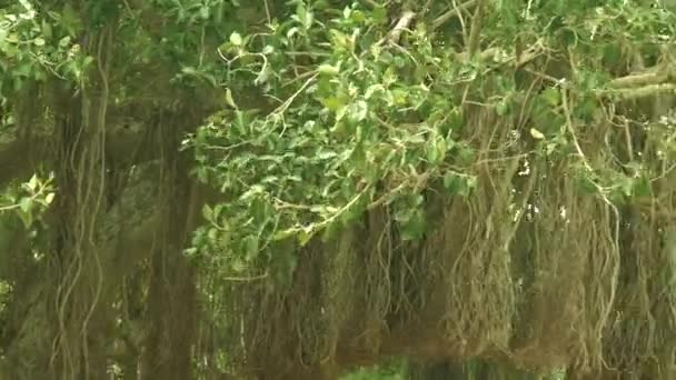 Panning Banyan δέντρο με εναέριες ρίζες. Φυσικό υπόβαθρο. — Αρχείο Βίντεο