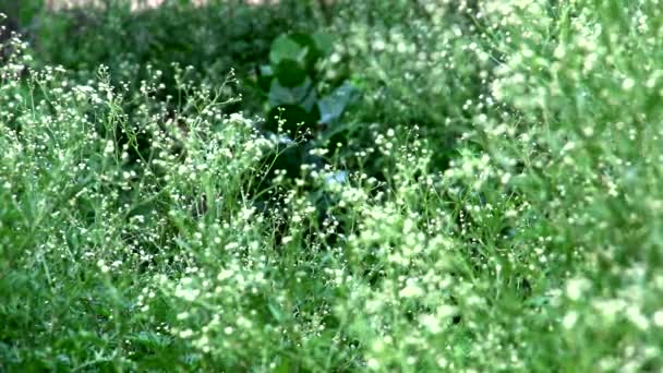 Wilde bloemen in het gras — Stockvideo