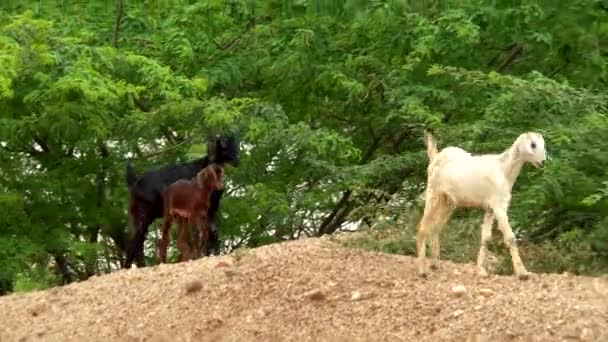 Chèvre blanche et noire mangeant de l'herbe — Video