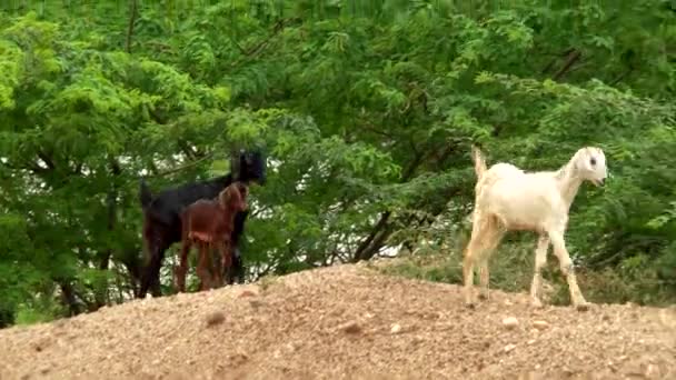 Cabra blanca y negra comiendo hierba — Vídeo de stock