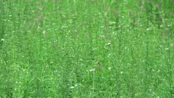 Дикие цветы в траве — стоковое видео