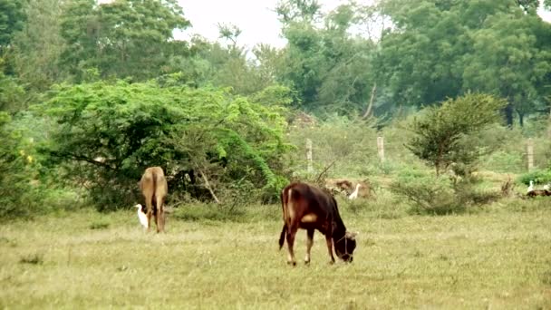 Корова ест траву на природе — стоковое видео