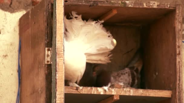 Detailní záběr holubů v domě — Stock video