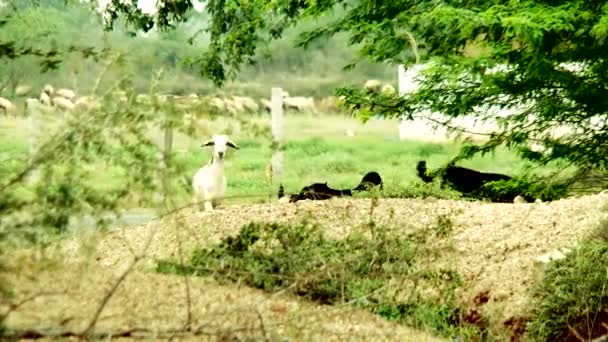 Chèvre mangeant de l'herbe, Groupe de chèvres en mouvement 