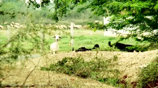 Ziege frisst Gras, Ziegengruppe bewegt sich — Stockvideo