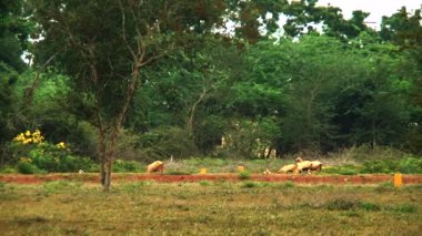 Shot keçi çim yeme kaydırma